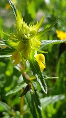 Rhinanthus glacialis