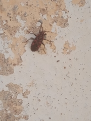 Spilostethus saxatilis