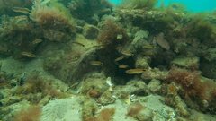 Trachinops caudimaculatus