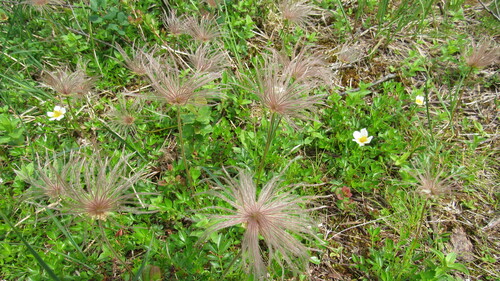 Image of Geum pentapetalum by no rights reserved