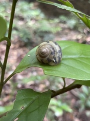 Satsuma caliginosa