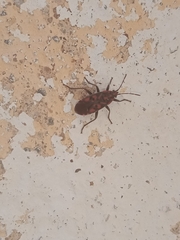 Spilostethus saxatilis