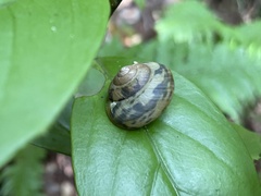 Satsuma caliginosa