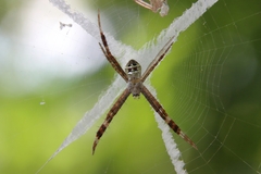 Argiope minuta