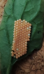 Nezara viridula