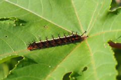 Ariadne ariadne