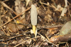Balanophora latisepala