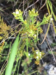 Thesium capitatum