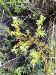 Thesium capitatum