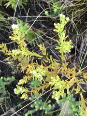 Thesium capitatum