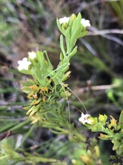 Thesium capitatum