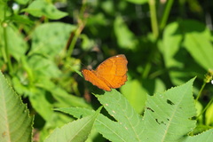 Ariadne ariadne