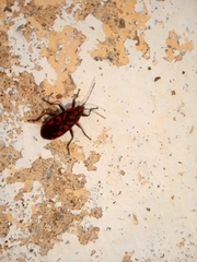 Spilostethus saxatilis