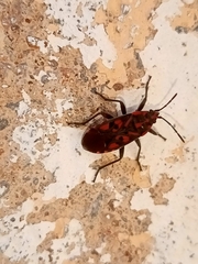 Spilostethus saxatilis