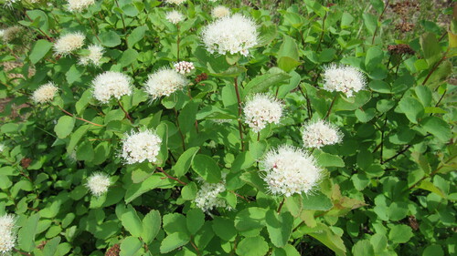 Image of Spiraea beauverdiana by no rights reserved