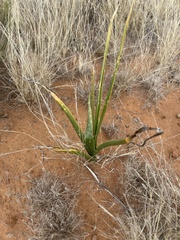Albuca setosa