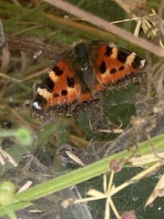 Aglais urticae