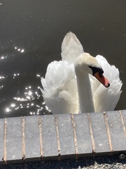 Cygnus olor