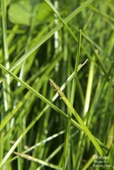 Eleocharis acutangula