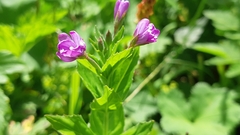 Epilobium alpestre