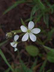 Lepyrodiclis holosteoides