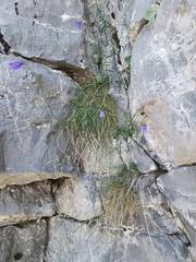 Campanula witasekiana