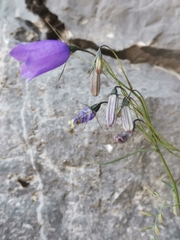 Campanula witasekiana