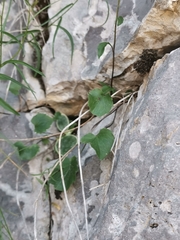 Campanula witasekiana