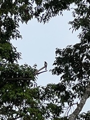 Dicrurus balicassius mirabilis