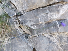 Campanula witasekiana