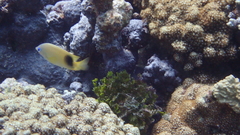 Plectroglyphidodon johnstonianus