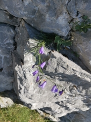 Campanula witasekiana
