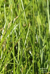 Eleocharis acutangula