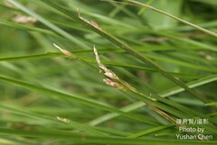Eleocharis acutangula