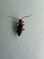 Cantharis flavilabris