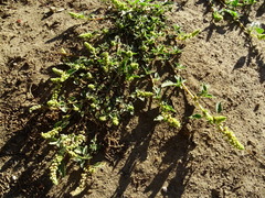 Amaranthus deflexus