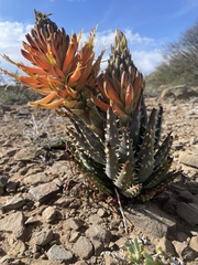 Aloe longistyla