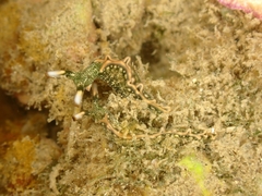 Thuridilla carlsoni