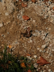 Apatura ilia