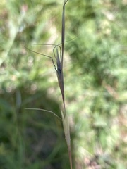 Danthonia alpina