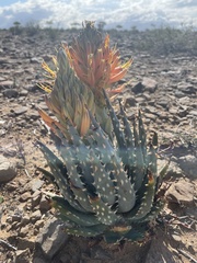 Aloe longistyla