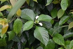 Mussaenda shikokiana