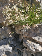Cynanchica aristata, photograph Ljaž, CC BY, iNaturalist via GBIF