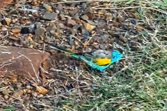 Psephotus dissimilis