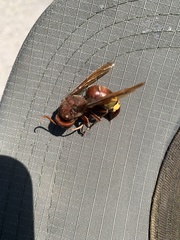 Vespa orientalis