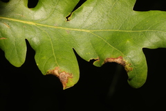 Macrodiplosis pustularis