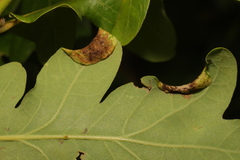 Macrodiplosis pustularis