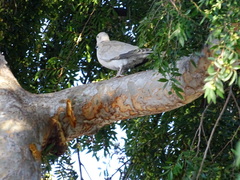 Streptopelia decaocto