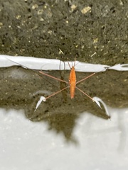 Limnometra