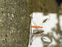 Limnometra